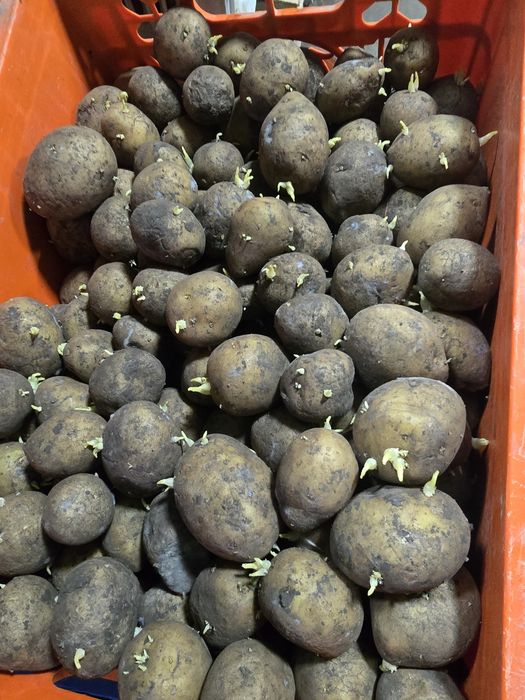 Urug'lik kartoshka 8000