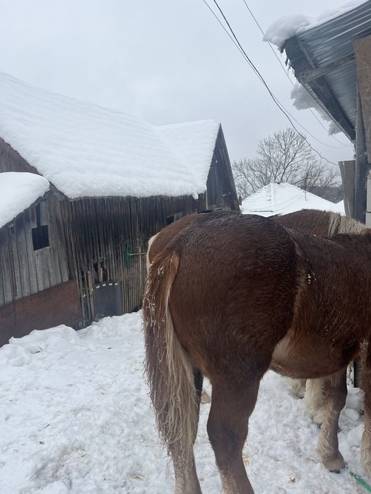 Vând mânz de 6 luni