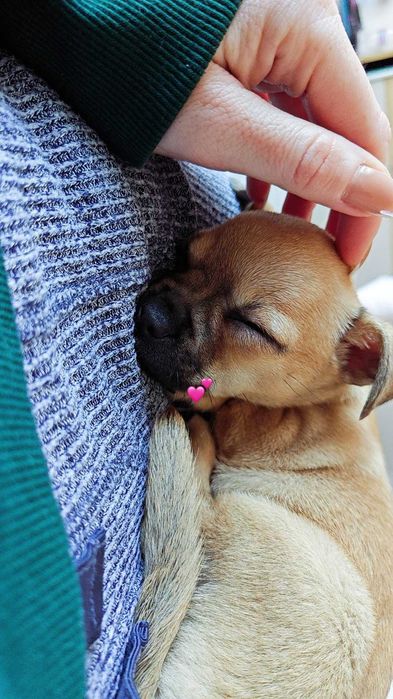 Чихуахуа момиче на 3 месеца