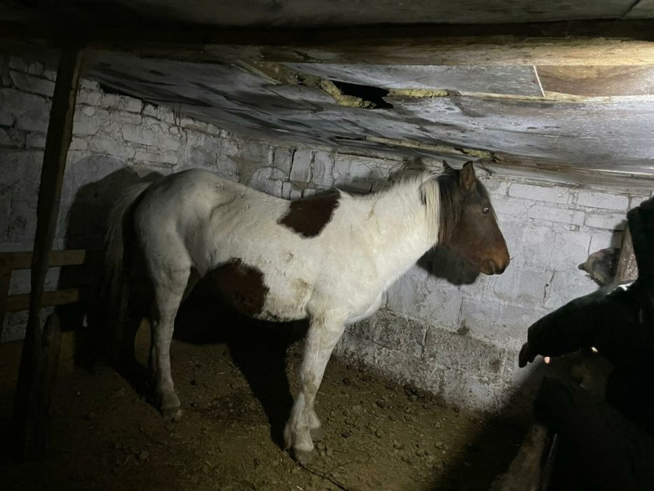 Бие Сатылады буаз