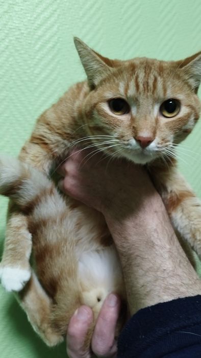 Отдам в добрые руки