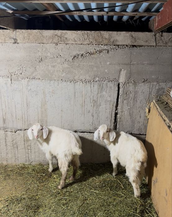 Битал ешкі лагымен сатылады