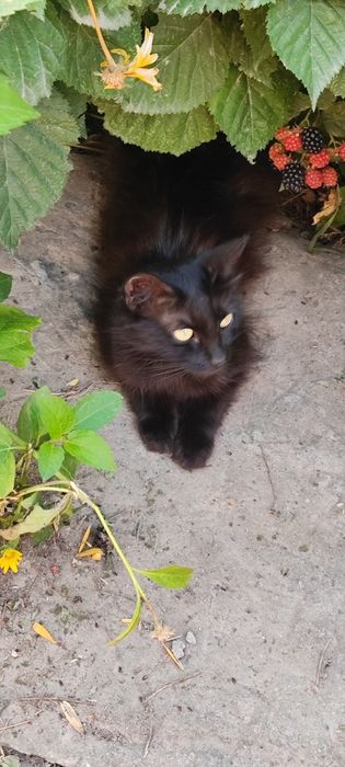 Котята бесплатно