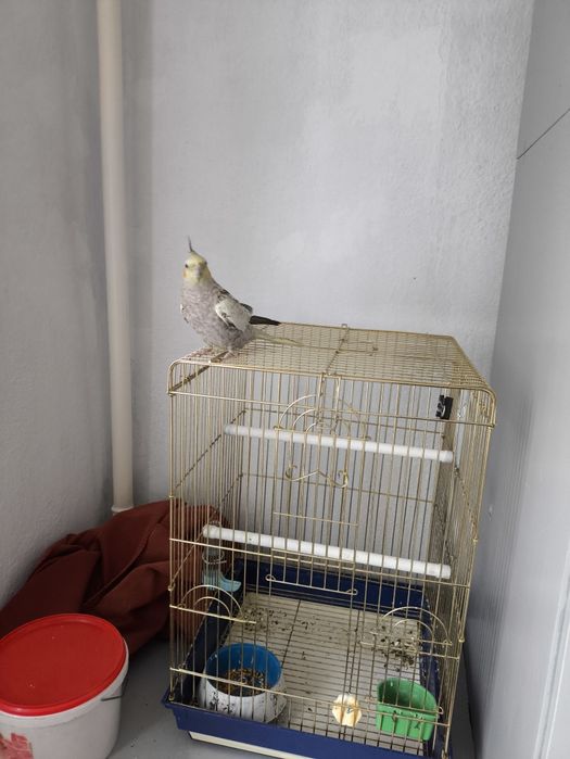 Попугай Корелла 2года