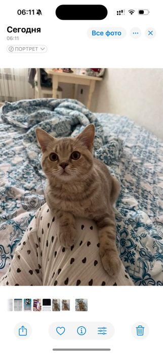 котенок 5 месяцев