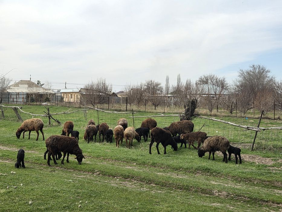 Козылы кой сатылады