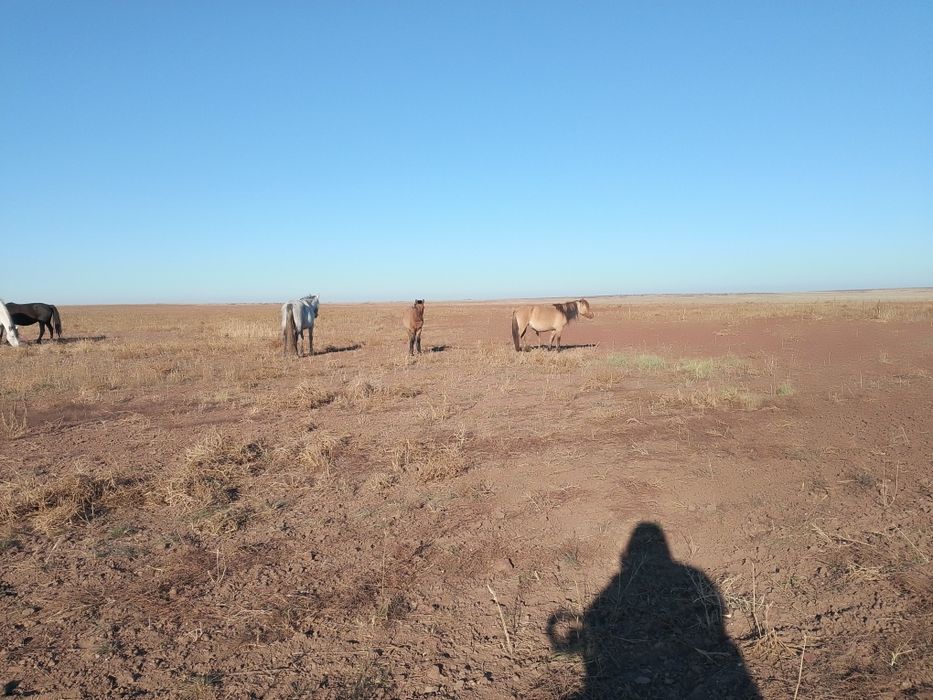 Жабагы лошадь жылкы