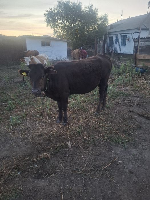 Продам кашар  1.Годик