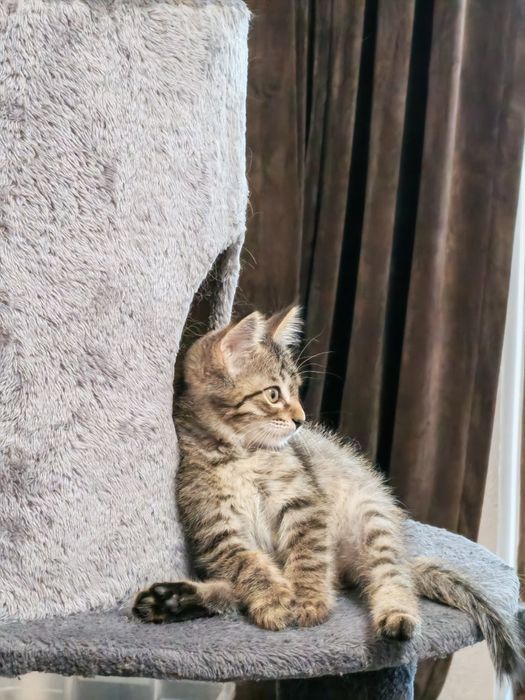 Котëночек в хорошую семью