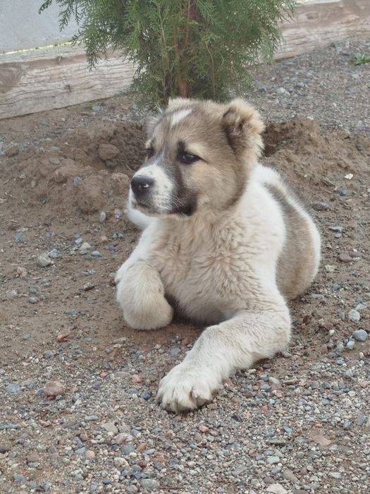 Алабай чистокровный бойцовский