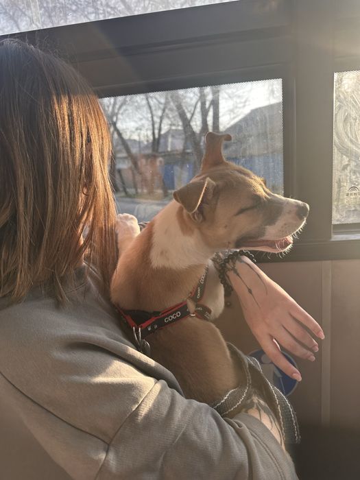 Стаффорд девочка