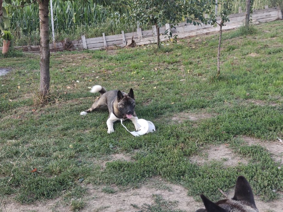 Schimb Akita American