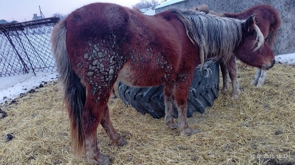 Продам кобылу. На откорме.