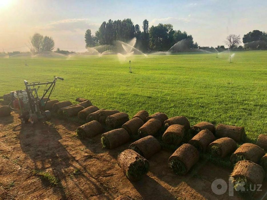 Tayyor rulon Gazonlar bor 40000 kvadrati