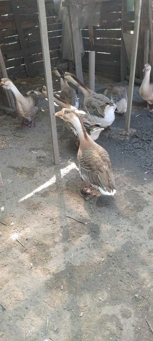 Vând Gaste și gâscani  pui brahma