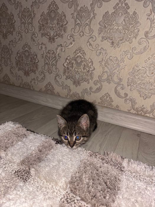 Котенок отдам бесплатно