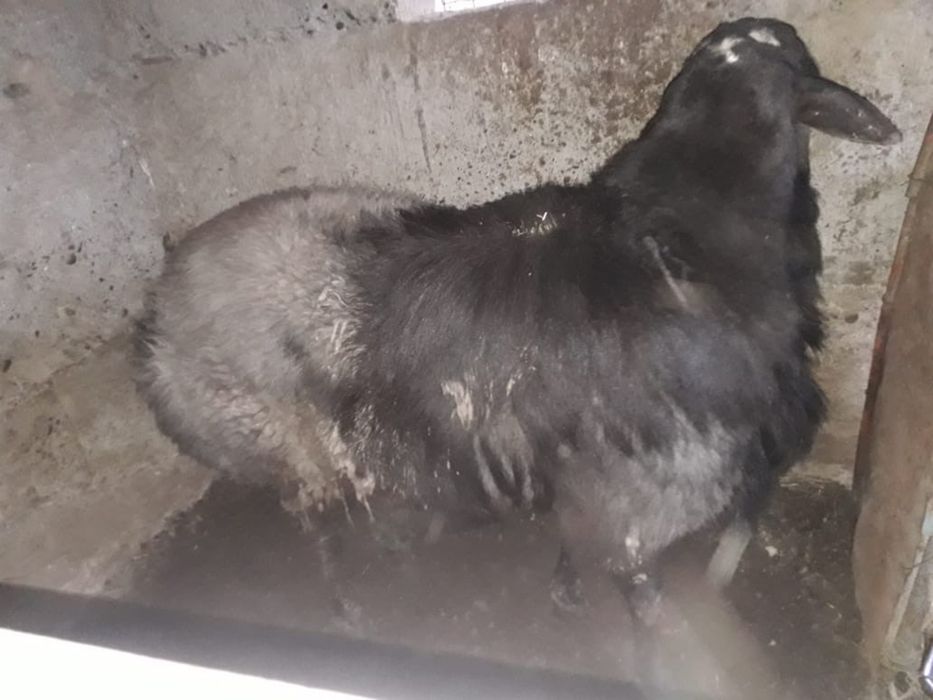 Кой сатылады срочна