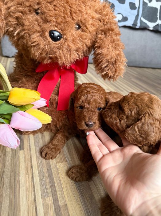 Toy poodle Той пудел
