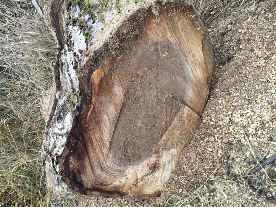 Trunchi / Buștean  de Nuc