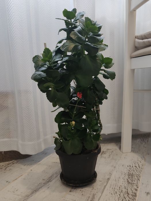 Каланхоэ Блоссфельда