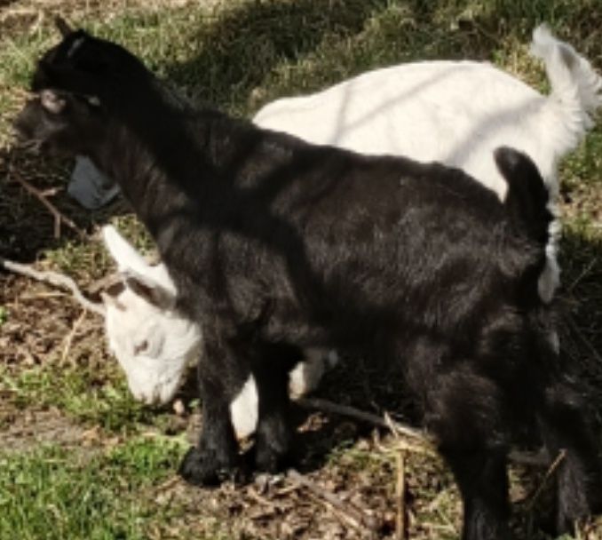 Продам козлика . Альпиеец цена 20000т