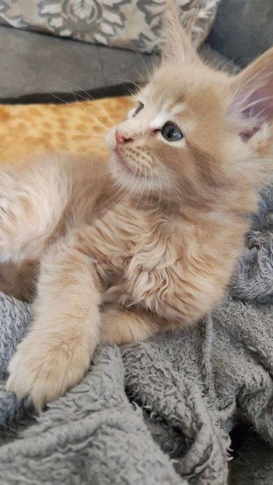 Продам Мейн кунчиков