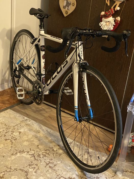 Cursieră Focus culebro 2015