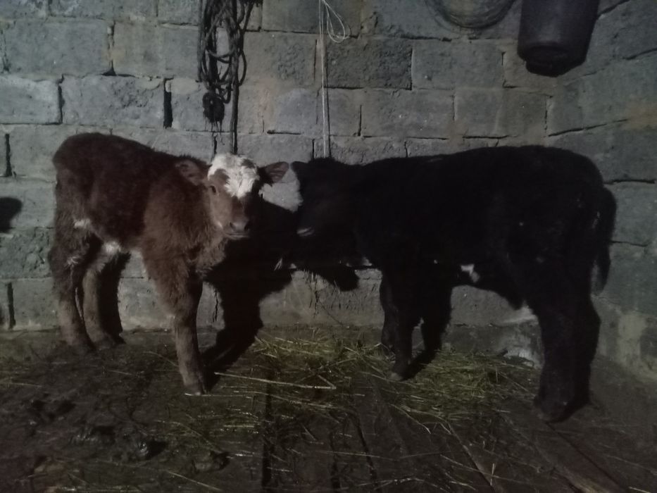 Продается телята