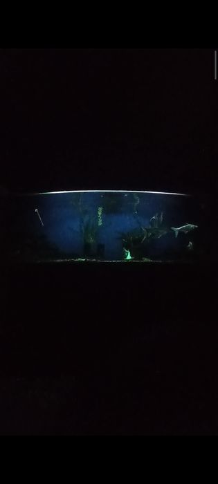 Аквариум в хорошем состоянии и рыбки