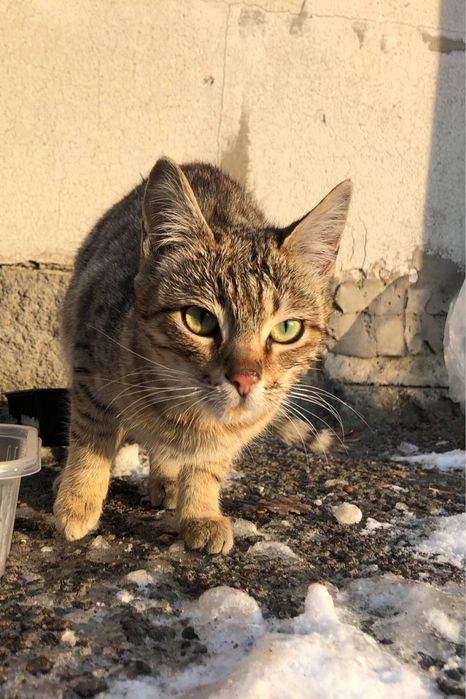 Котята, 6 месяцев