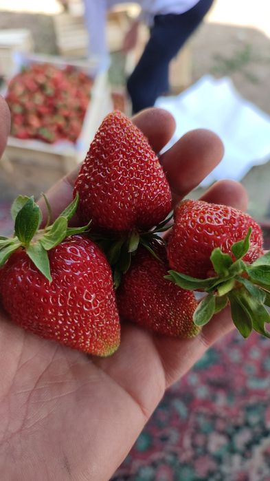 Рассада клубники альбион