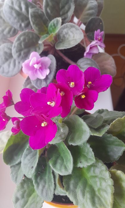 Фиалки в горшочках