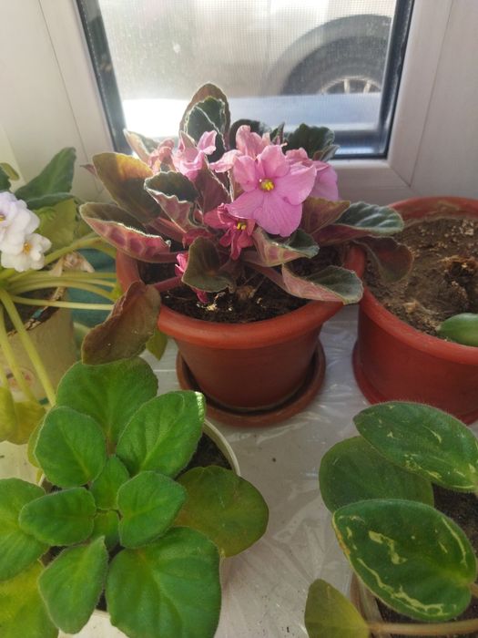 Комнатные цветы фиалки