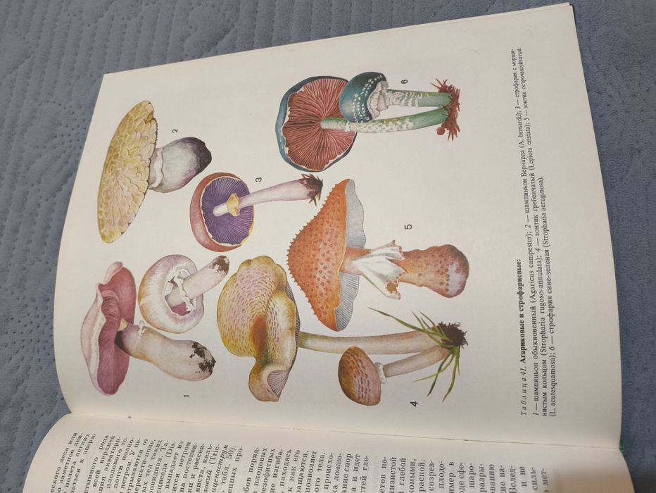 Грибы, энциклопедия 1976 года