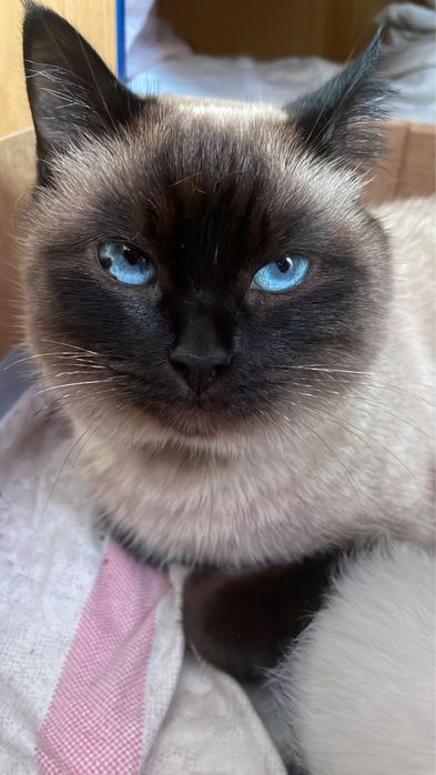 отдам котят хорощие руки