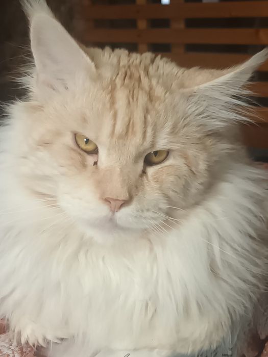 Котята срочно продам