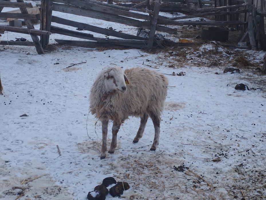 Қозы кепілдікпен