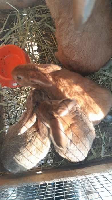 Крольчата в продаже