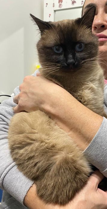 Отдаем кота в добрые руки!