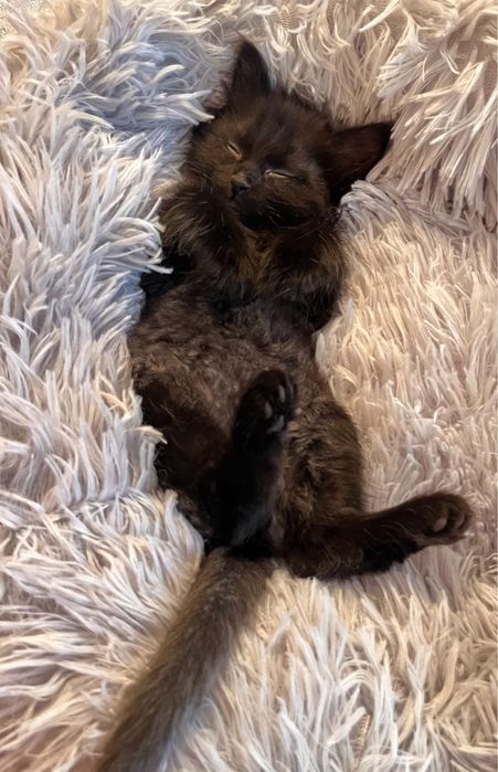 Котенка в добрые руки