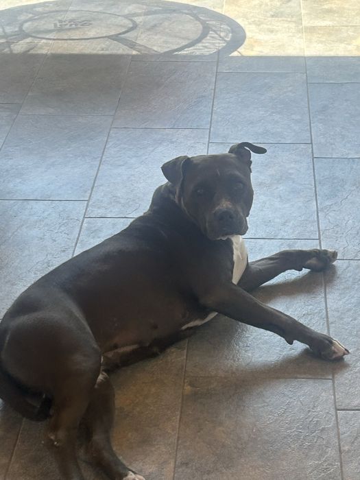 Dau spre adoptie Femela Amstaff 3 ani