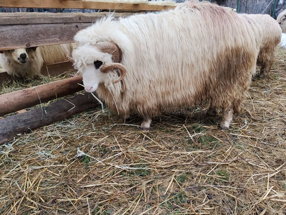 Berbec și noatin de vanzare