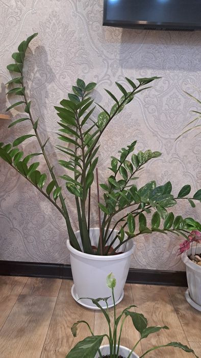 Продам доллоровое дерево