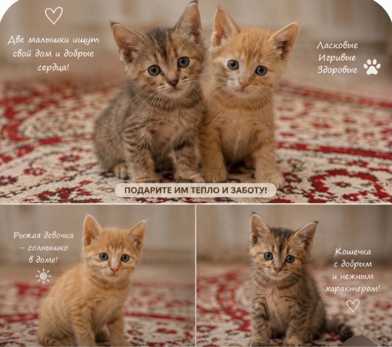 Отдам даром котенок