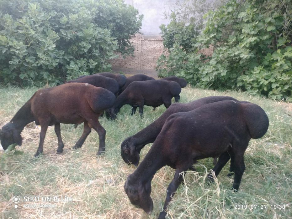 Boqishga qo’chqorla bor