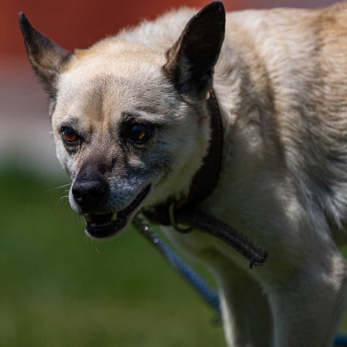 Собака (4 года) в добрые руки