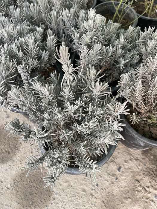 Старт продажи лаванды