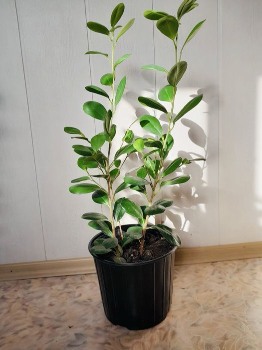 Продам Фикус Микрокарпа
