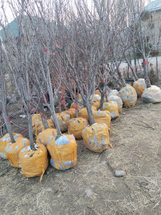 Саженцы  7-8летных