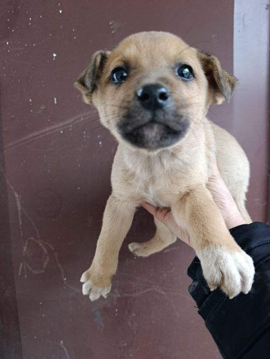 В добрые руки щенята